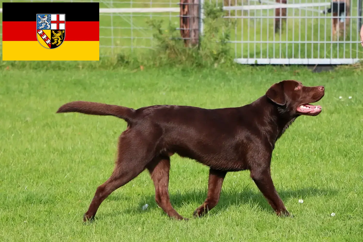 Read more about the article Labrador crescători și căței în Saarland