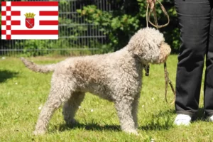 Read more about the article Lagotto Romagnolo crescători și căței în Bremen