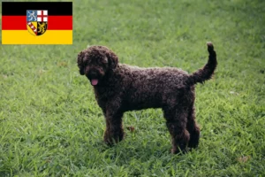 Read more about the article Lagotto Romagnolo crescători și căței în Saarland