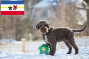 Read more about the article Lagotto Romagnolo crescători și căței în Mecklenburg-Vorpommern