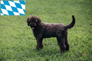 Read more about the article Lagotto Romagnolo crescători și căței în Bavaria