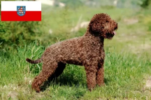 Read more about the article Lagotto Romagnolo crescători și căței în Thuringia