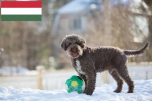 Read more about the article Lagotto Romagnolo crescători și căței în Ungaria