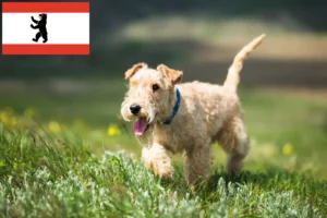 Read more about the article Lakeland Terrier crescători și căței în Berlin