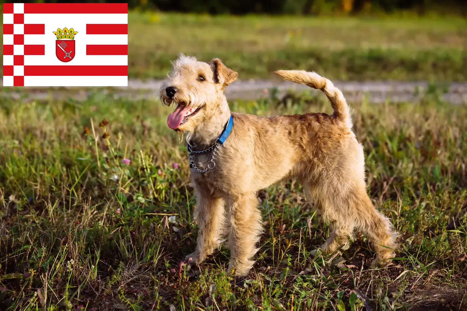 Read more about the article Lakeland Terrier crescători și căței în Bremen