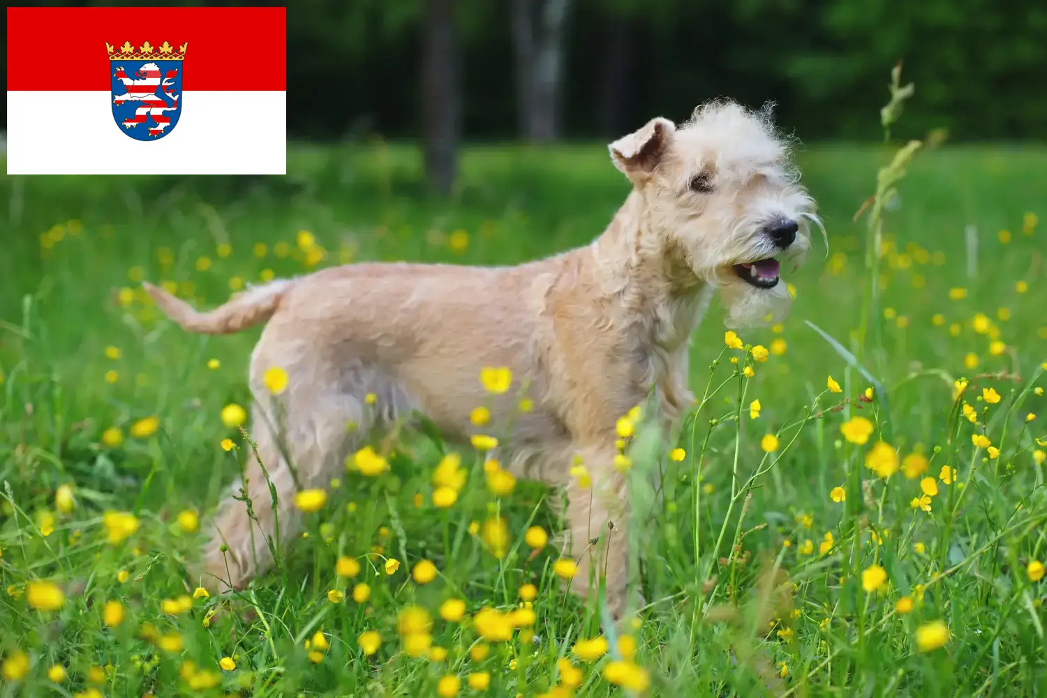 Read more about the article Lakeland Terrier crescători și căței în Hessen