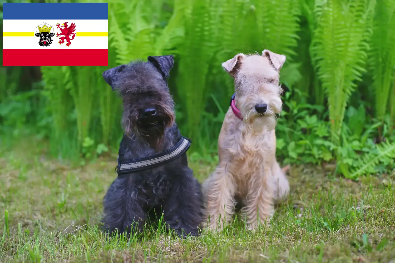 Read more about the article Lakeland Terrier crescători și căței în Mecklenburg-Vorpommern