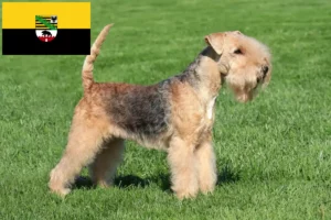 Read more about the article Lakeland Terrier crescători și căței în Saxonia-Anhalt