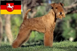 Read more about the article Lakeland Terrier crescători și căței în Saxonia Inferioară