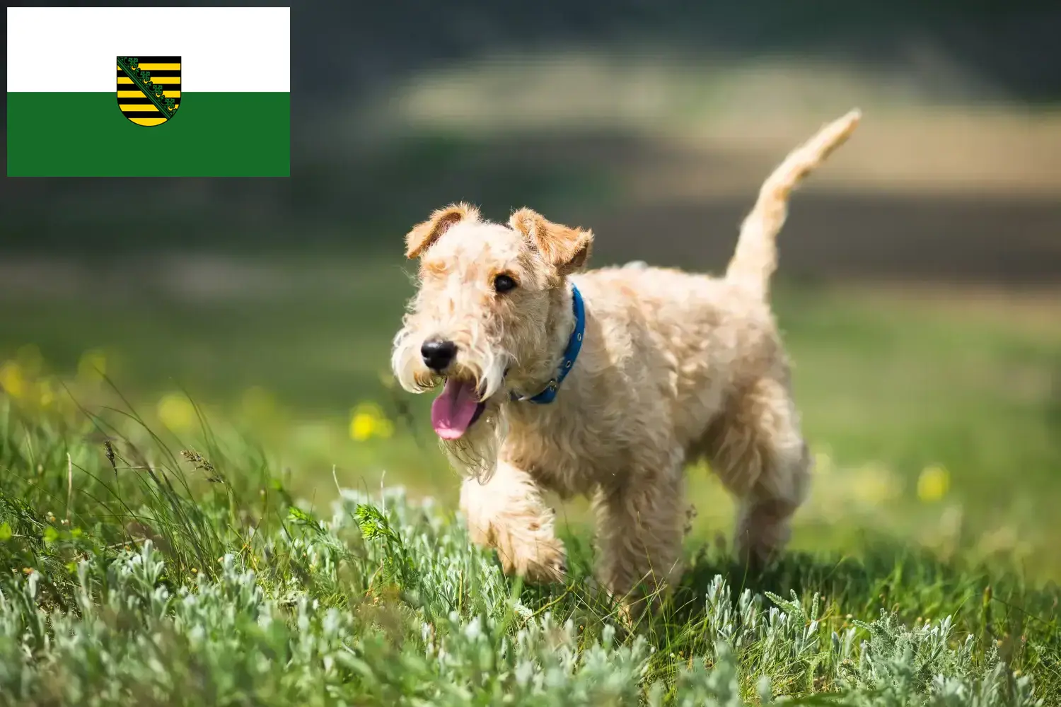 Read more about the article Lakeland Terrier crescători și căței în Saxonia