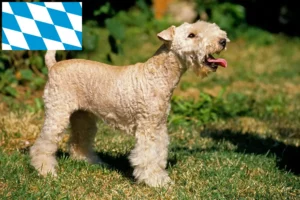 Read more about the article Lakeland Terrier crescători și căței în Bavaria