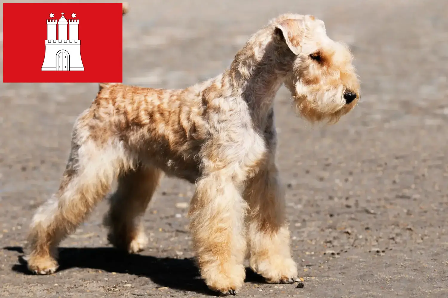 Read more about the article Lakeland Terrier crescători și căței în Hamburg