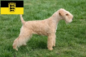 Read more about the article Lakeland Terrier crescători și căței în Baden-Württemberg