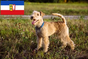 Read more about the article Lakeland Terrier crescători și căței în Schleswig-Holstein