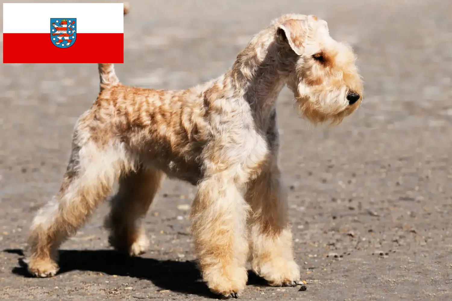 Read more about the article Lakeland Terrier crescători și căței în Thuringia