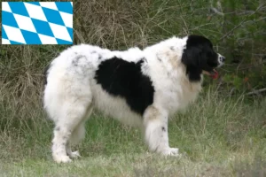 Read more about the article Landseer crescători și căței în Bavaria