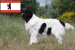 Read more about the article Landseer crescători și căței în Berlin