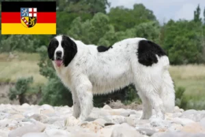 Read more about the article Landseer crescători și căței în Saarland