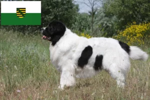 Read more about the article Landseer crescători și căței în Saxonia