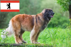 Read more about the article Crescători și căței Leonberger în Berlin