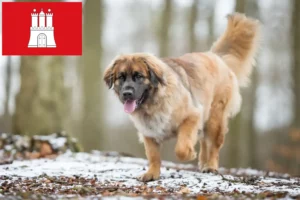 Read more about the article Leonberger crescători și căței în Hamburg