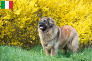 Read more about the article Crescători și căței Leonberger în Italia