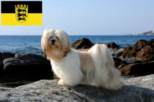 Read more about the article Lhasa Apso crescători și căței în Baden-Württemberg