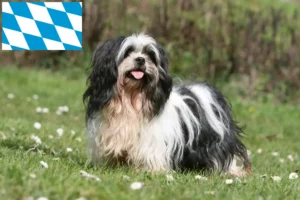 Read more about the article Lhasa Apso crescători și căței în Bavaria