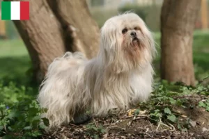 Read more about the article Lhasa Apso crescători și căței în Italia