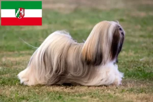 Read more about the article Lhasa Apso crescători și căței în Renania de Nord-Westfalia