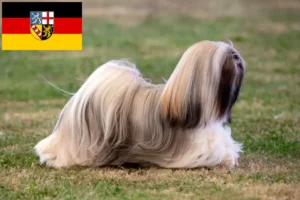 Read more about the article Lhasa Apso crescători și căței în Saarland