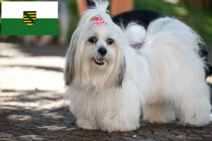 Read more about the article Lhasa Apso crescători și căței în Saxonia