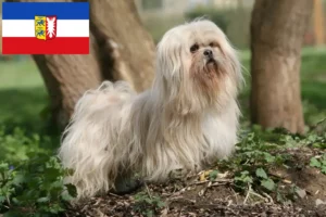 Read more about the article Lhasa Apso crescători și căței în Schleswig-Holstein