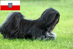 Read more about the article Lhasa Apso crescători și căței în Thuringia