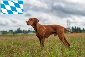 Read more about the article Magyar Vizsla crescători și căței în Bavaria