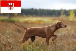 Read more about the article Magyar Vizsla crescători și căței în Brandenburg