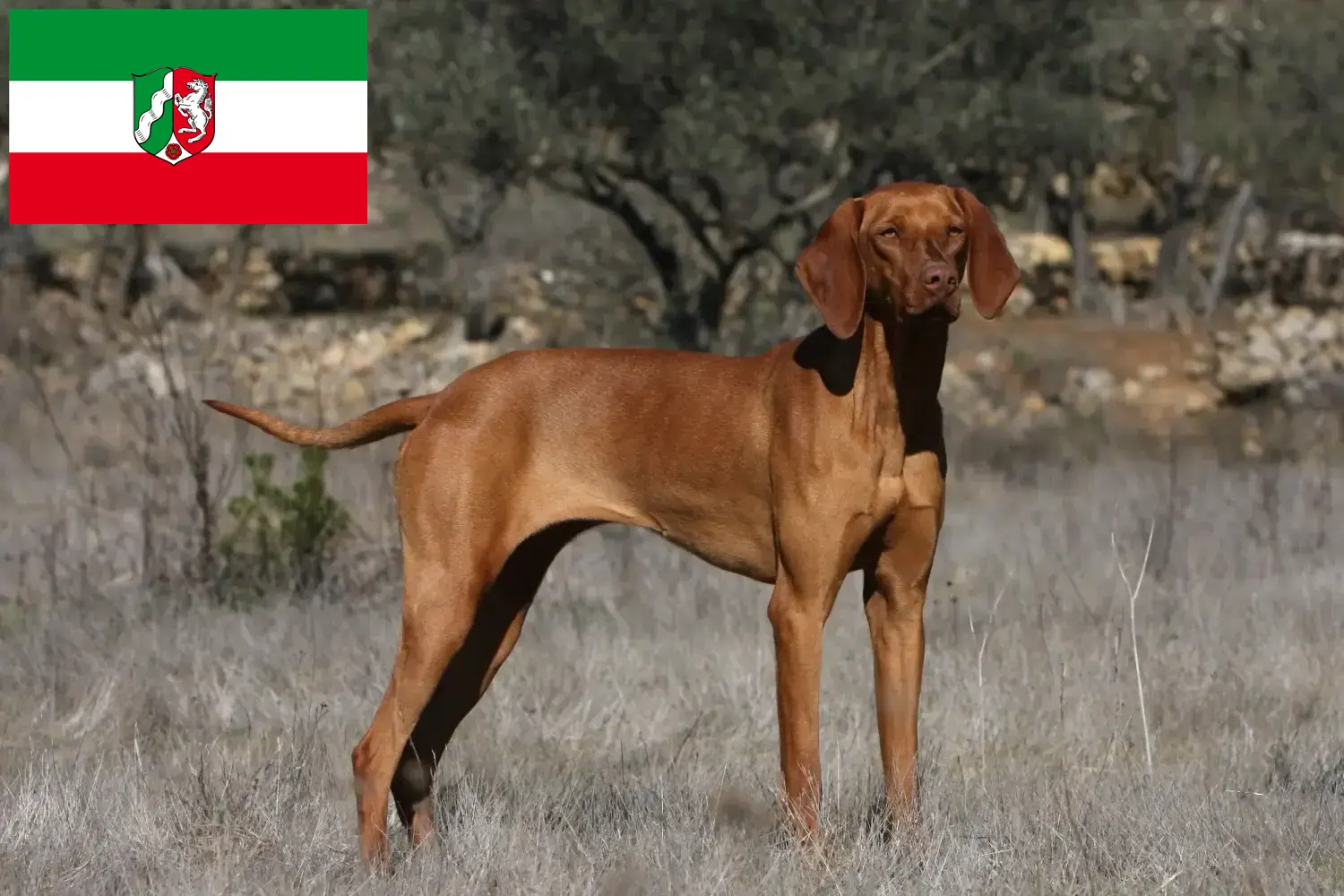 Read more about the article Magyar Vizsla crescători și căței în Renania de Nord-Westfalia