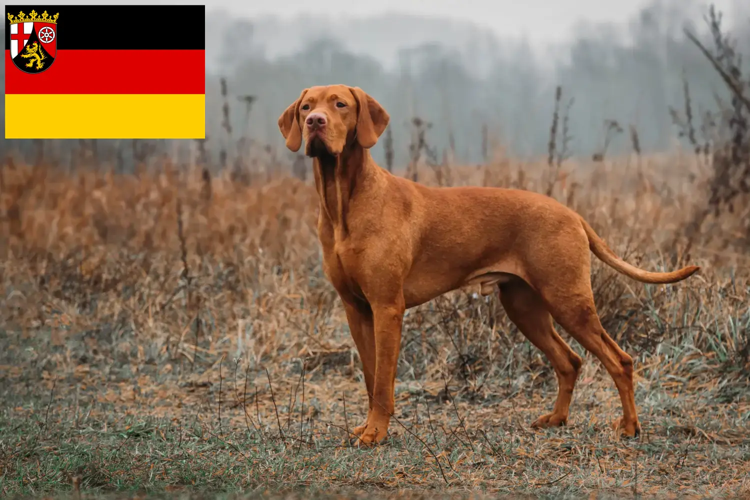 Read more about the article Magyar Vizsla crescători și căței în Renania-Palatinat