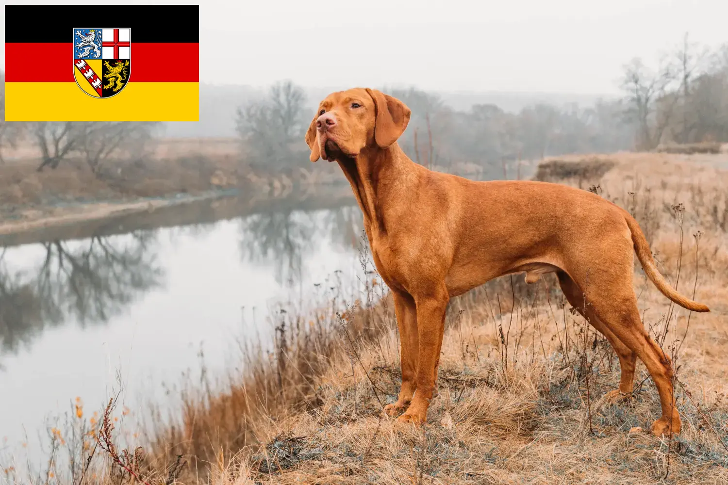 Read more about the article Magyar Vizsla crescători și căței în Saarland