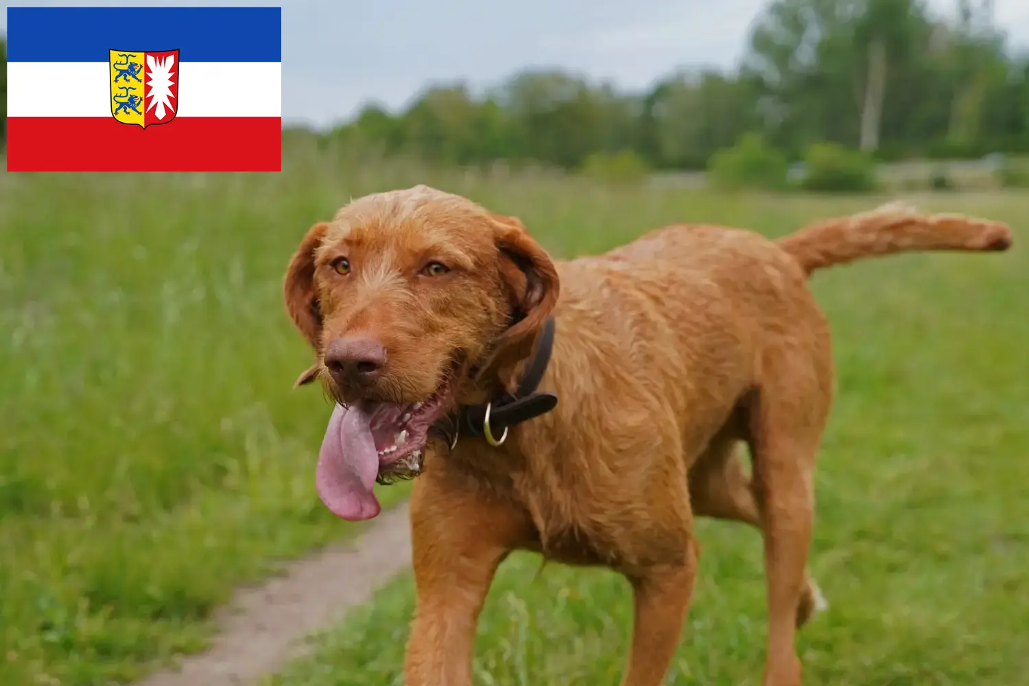 Read more about the article Magyar Vizsla crescători și căței în Schleswig-Holstein