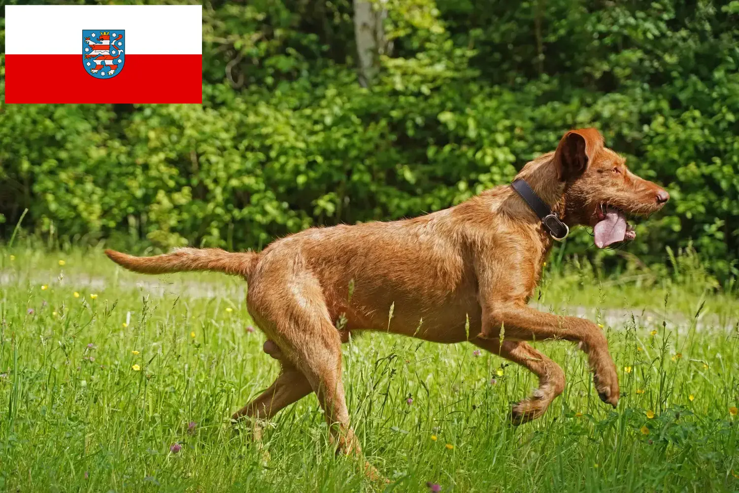 Read more about the article Magyar Vizsla crescători și căței în Thuringia