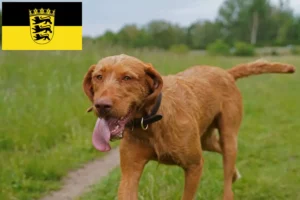 Read more about the article Magyar Vizsla crescători și căței în Baden-Württemberg