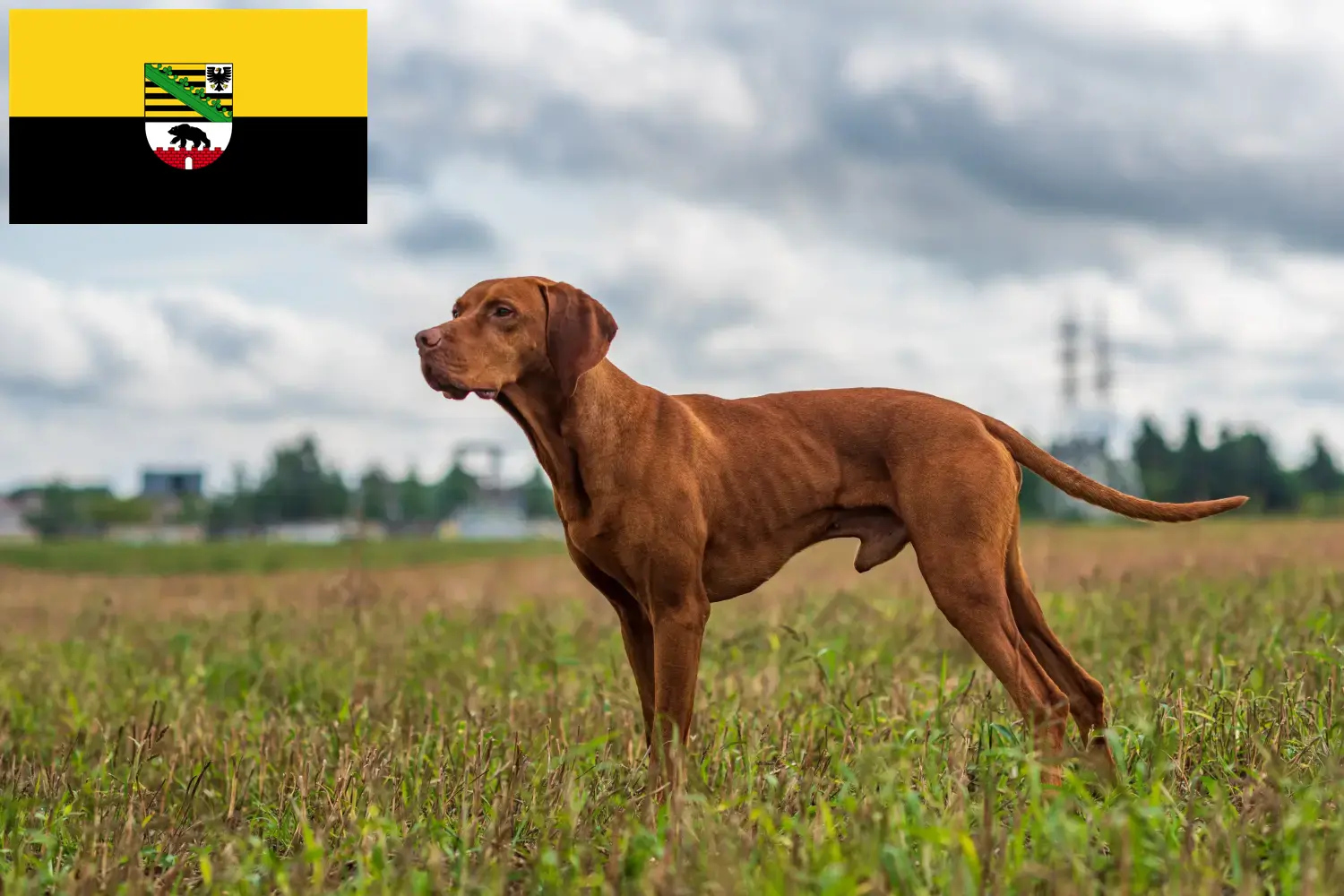 Read more about the article Magyar Vizsla crescători și căței în Saxonia-Anhalt