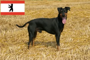 Read more about the article Manchester Terrier crescători și căței în Berlin