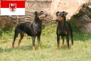 Read more about the article Manchester Terrier crescători și căței în Brandenburg