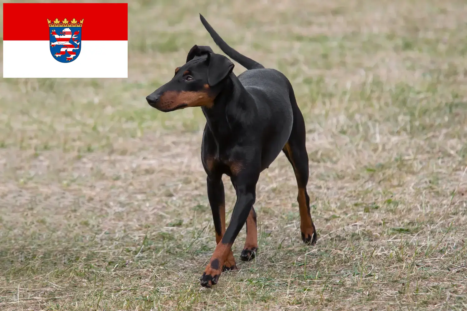 Read more about the article Manchester Terrier crescători și căței în Hessen