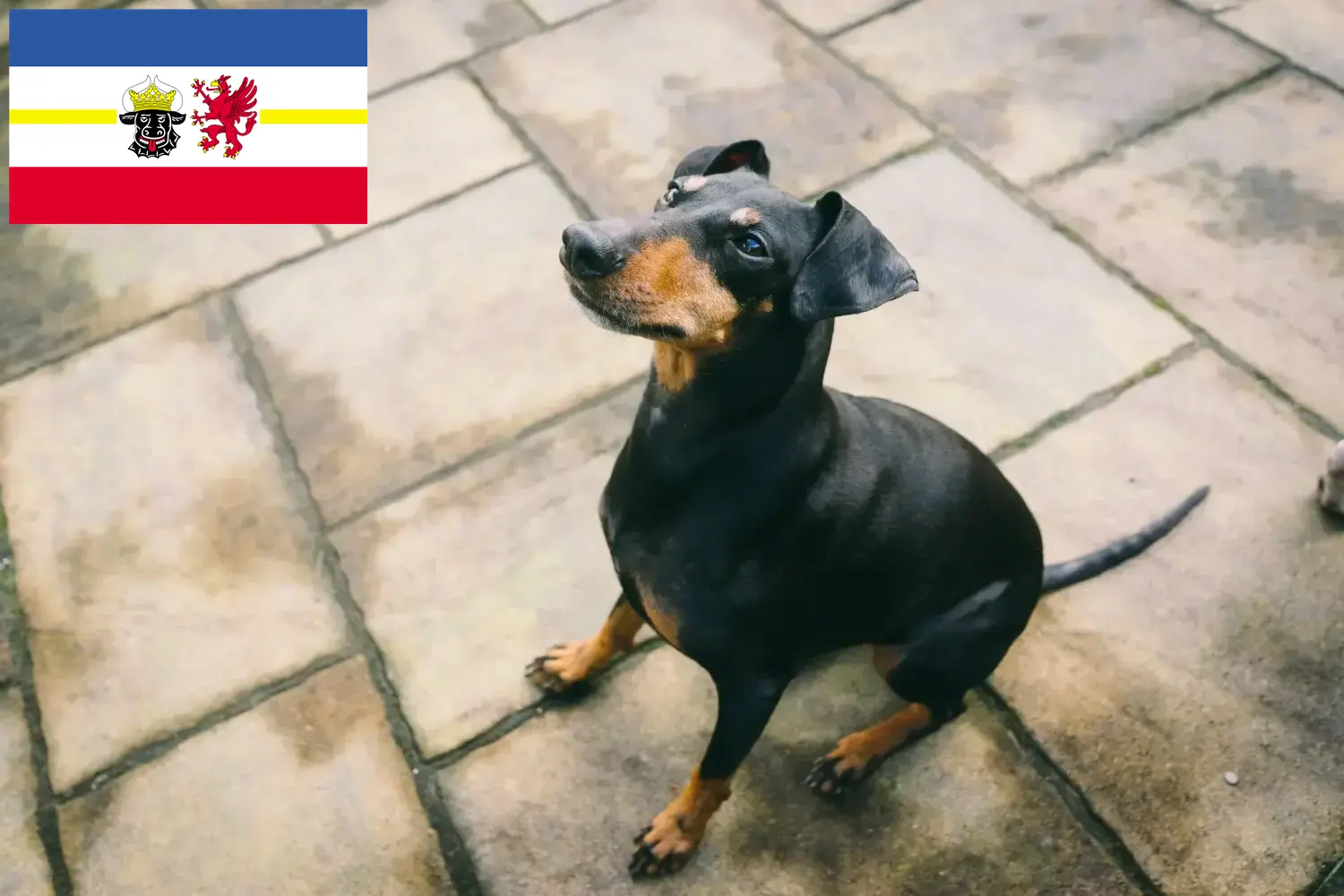 Read more about the article Manchester Terrier crescători și căței în Mecklenburg-Vorpommern