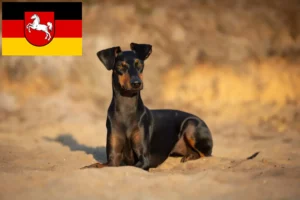 Read more about the article Manchester Terrier crescători și căței în Saxonia Inferioară