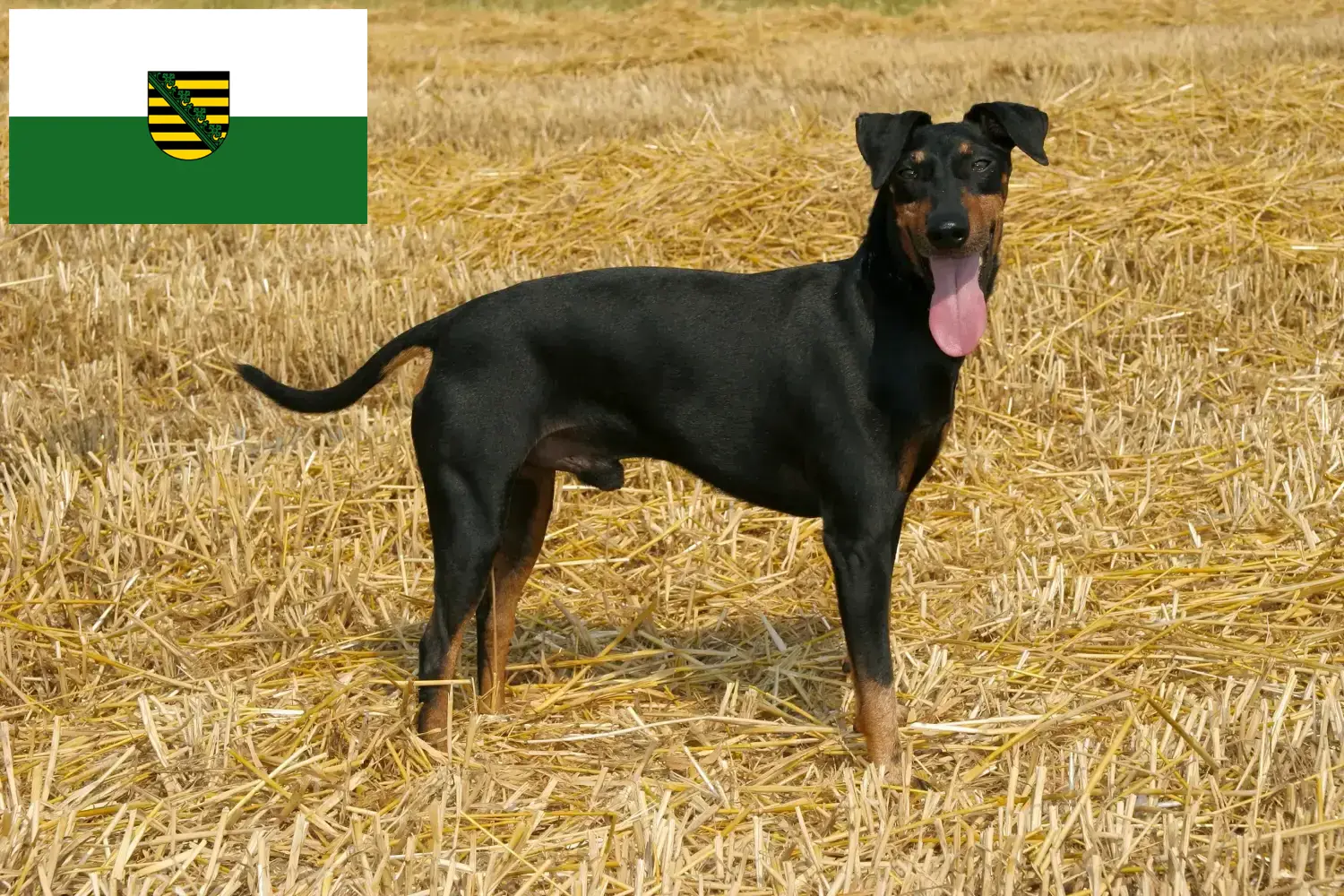 Read more about the article Manchester Terrier crescători și căței în Saxonia