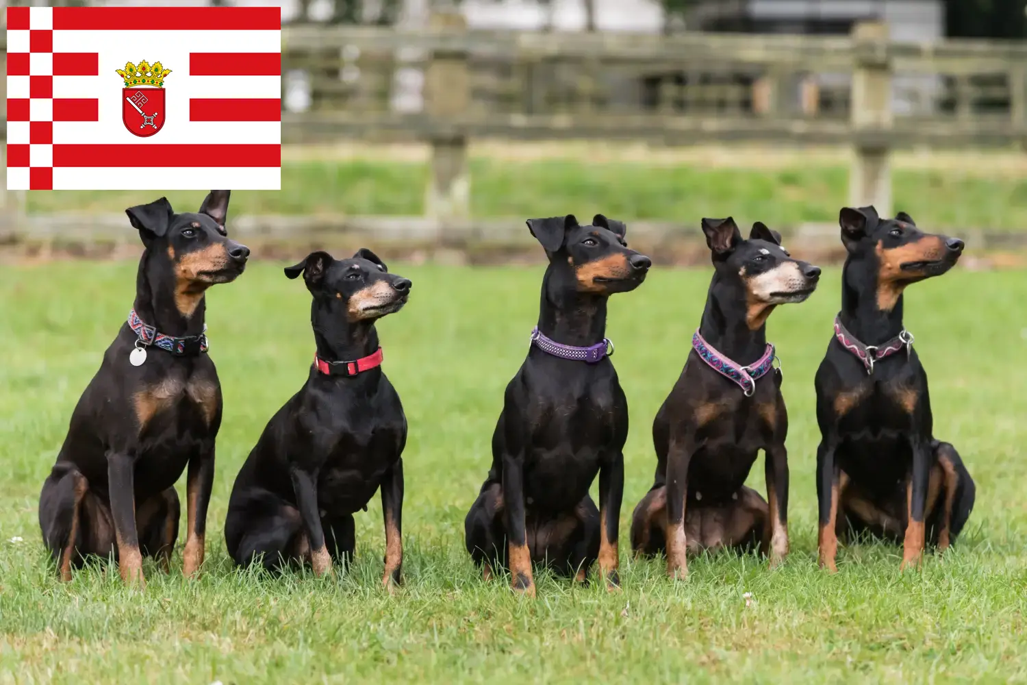 Read more about the article Manchester Terrier crescător și căței în Bremen